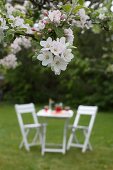 Apfelblüten in einem Garten mit Tisch und Stühle im Hintergrund