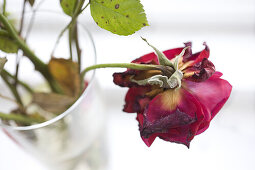 Einsame verwelkte Rose in einer Vase