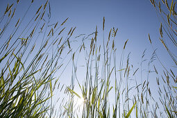 Grass at the beach