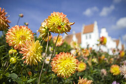 Dahlias