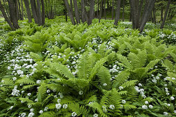 Ferns and ramsons, Stenshuvud National Park, Skane, Sweden