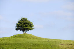 Tree on a hill