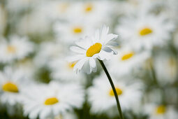 Daisies