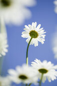 Daisies