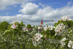Appletrees in blossom