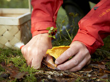 Woman in red coat picking mushroom