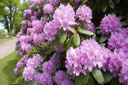 Rhododendron