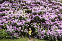 Boy coming out of rhododendron
