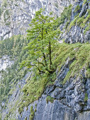 Höllentalklamm, Höllental, Wettersteingebirge, Bayern, Deutschland