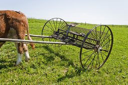 Bull race, Haunshofen, Wielenbach, Upper Bavaria, Germany