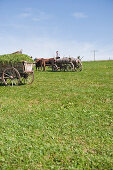 Bull race, Haunshofen, Wielenbach, Upper Bavaria, Germany