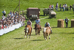 Bull race, Haunshofen, Wielenbach, Upper Bavaria, Germany