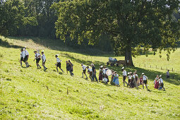 Bull race, Haunshofen, Wielenbach, Upper Bavaria, Germany