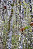 Birch forest near Konigssee, Berchtesgadener Land, Upper Bavaria, Germany