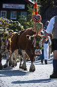 Almabtrieb, Königssee, Berchtesgadener Land, Oberbayern, Bayern, Deutschland