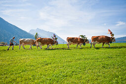 Almabtrieb, Konigssee, Berchtesgadener Land, Upper Bavaria, Germany