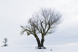 Bare tree in winter, Tegernsee, Upper Bavaria, Germany