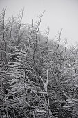 Bare trees covered with frost, Tegernseer Land, Upper Bavaria, Germany