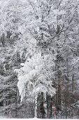 Trees covered with frost, Tegernseer Land, Upper Bavaria, Germany