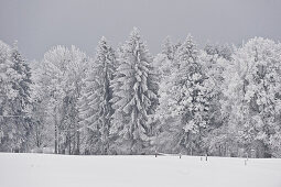 Winterlanschaft, Tegernseer Land, Oberbayern, Bayern, Deutschland