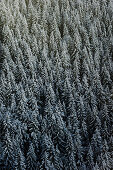 Conifer forest in winter, Tegernseer Land, Upper Bavaria, Germany