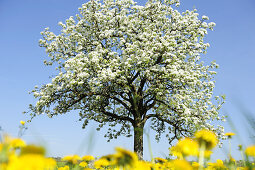 Fruit tree blooming in a dandelion meadow, Lindau, lake Constance, Bavaria, Germany