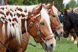 Decorated horses, Georgiritt, Penzberg, Upper Bavaria, Germany