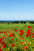 Rapsfeld mit Mohnblumen und Blick auf die Ostsee, Ystad, Schonen, Südschweden, Schweden