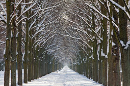 Herrenhäuser Allee in the winter snow, avenue of lime trees, Georgen Garten, Hanover, Lower Saxony, Germany