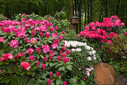 Flowering Rhododendron in front of a forest and bird house, former forest warden's garden, now a private garden belonging to von Düring, Horneburg, Lower Saxony, Germany