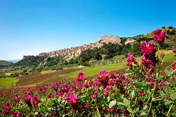 Clover, Sperlinga, Sicily, Italy