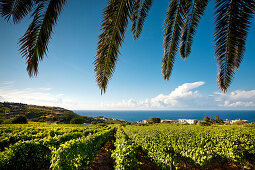 grape, Malfa, Salina Island, Aeolian islands, Sicily, Italy