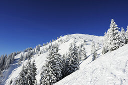 Snow-covered forest at Hirschberg, Hirschberg, Bavarian Pre-Alps, Bavarian Alps mountain  range, Upper Bavaria, Bavaria, Germany