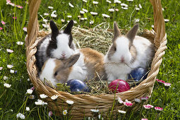 Rabbits in an Easter basket, Oryctolagus cuniculus, Bavaria, Germany, Europe