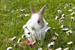 Kaninchen auf Blumenwiese frisst Gänseblümchen, Oryctolagus cuniculus, Bayern, Deutschland