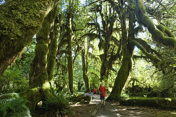 Hall of Mosses, Hoh Rainforest, Olympic Nationalpark, Washington, USA