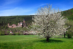 View over Neckar river to Zwingenberg castle, cherry blossom in the foreground, Neckar, Baden-Württemberg, Germany