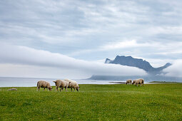 Sheep, Utakleiv, Vestvågøya island, Lofoten Islands, North Norway, Norway
