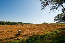 Round hay bales on a freshly cut field, Island of Rügen, Mecklenburg-Vorpommern, Germany