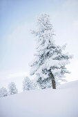 Verschneiter Baum, Mayrhofen, Zillertal, Tirol, Österreich