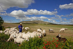 Shepherd with flock of sheep near Castrojeriz, Camino Frances, Way of St. James, Camino de Santiago, pilgrims way, UNESCO World Heritage, European Cultural Route, province of Burgos, Old Castile, Castile-Leon, Castilla y Leon, Northern Spain, Spain, Europ