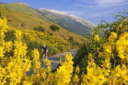 Rennradfahrer vor dem Monte Amaro, Caramanico Terme, San Eufemia a Maiella, Maiella Nationalpark, Abruzzen, Italien, Europa