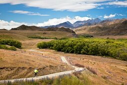 Cycle tourer in Molesworth Station, dry grasslands during summer, blue borrage flowers, NW wind clouds overhead, North Canterbury, New Zealand