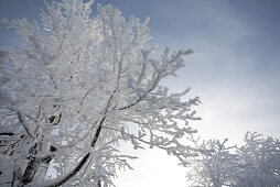 verschneit, Baum, verschneite Bäume, Landschaft, Schnee, Winter, bei Gersfeld, Wasserkuppe, Mittelgebirge Rhön, Hessen, Deutschland