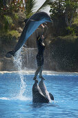 Delfin springt über Frau, springender Delfin, Delfinshow im Loro Park, Puerto de la Cruz, Teneriffa, Kanaren, Spanien