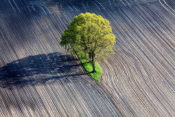Aerial shot of trees in field, Lower Saxony, Germany