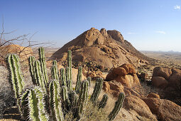 Sukkulente Euphorbia virosa vor rote Granitberge und Felskugeln, Spitzkoppe, Namibia