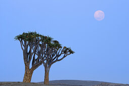 Two quiver trees with moon, Aloe dichotoma, Namib Naukluft National Park, Namib desert, Namib, Namibia