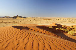 Rote Sanddüne über Savanne, bei Namib Naukluft National Park, Namibwüste, Namibia