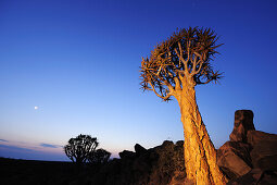 Quiver tree in quiver tree forest, Aloe dichotoma, Quiver tree forest, Keetmanshoop, Namibia